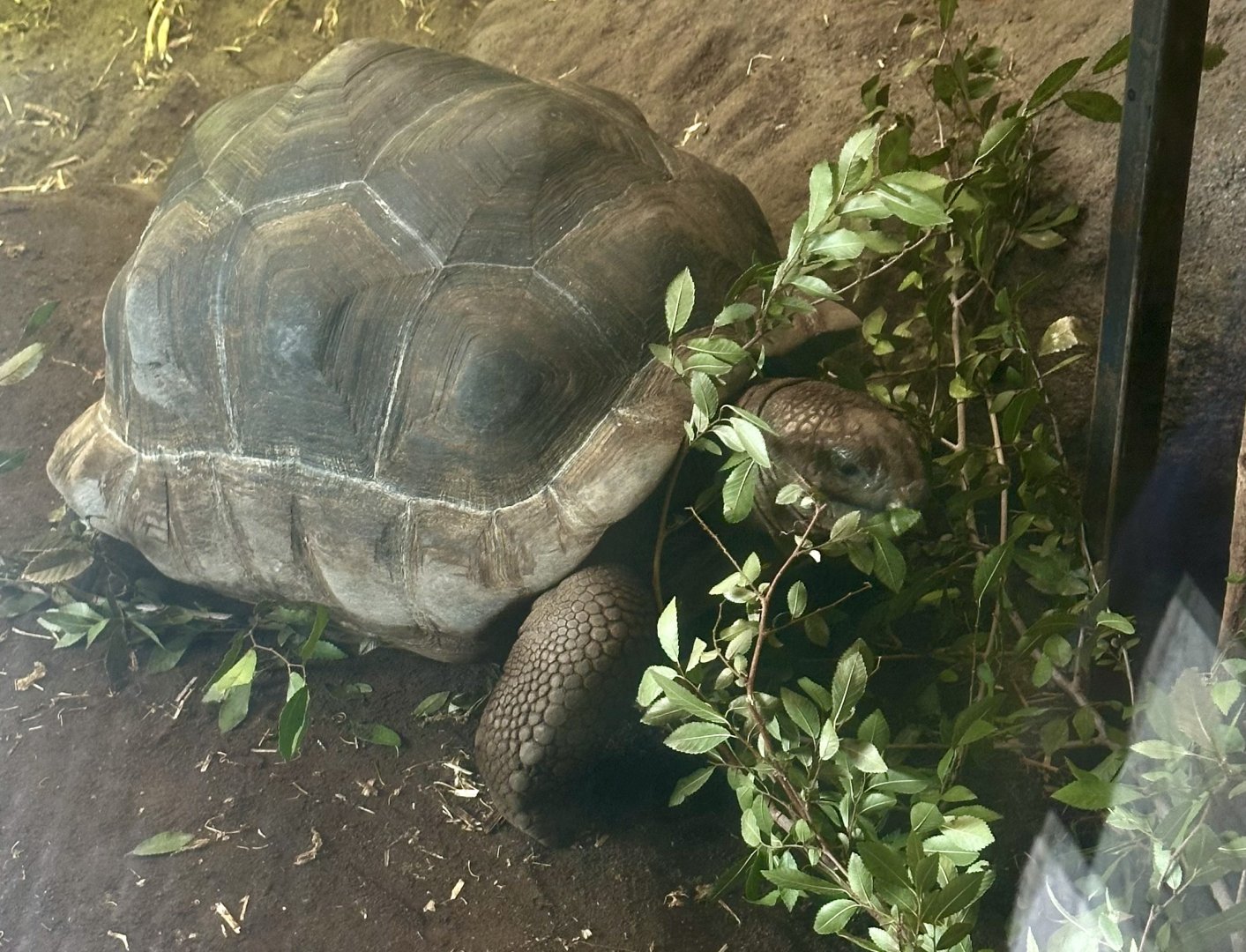 Juvenile Aldabra Giant Tortoise