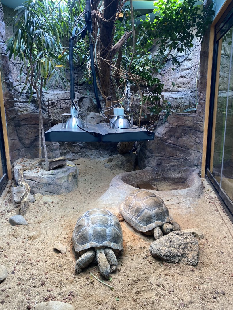 Juvenile Aldabran Tortoises