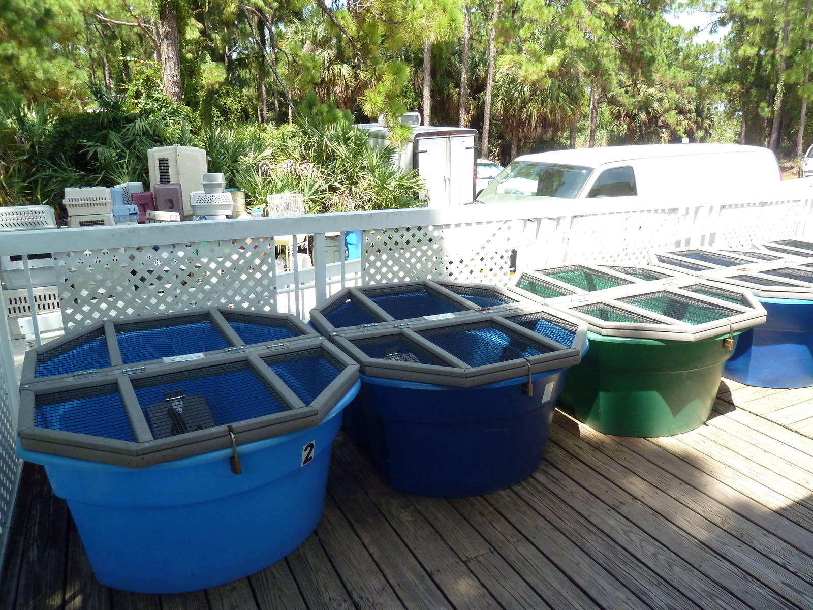 Juvenile Alligator/Crocodile Holding Containers