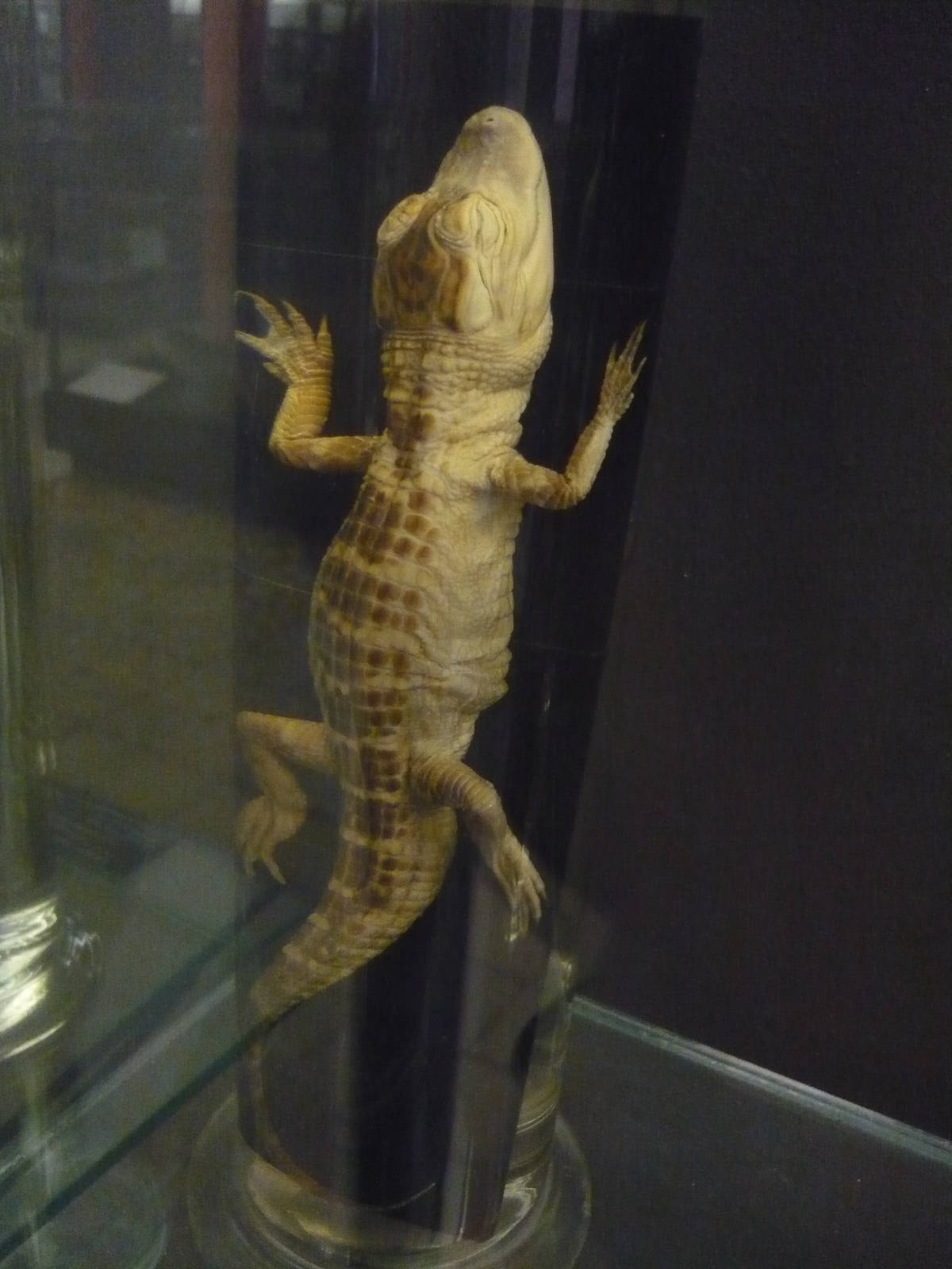 Juvenile Alligator wet specimen