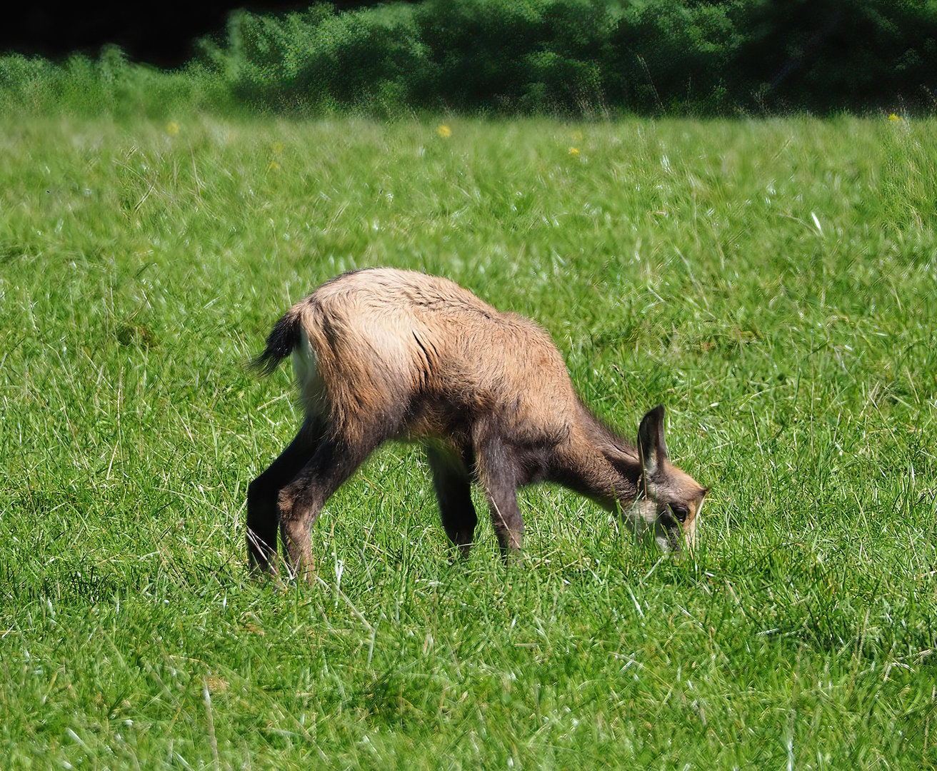Juvenile Alpine chamois (Rupicapra rupicapra rupicapra), 2023-09-26