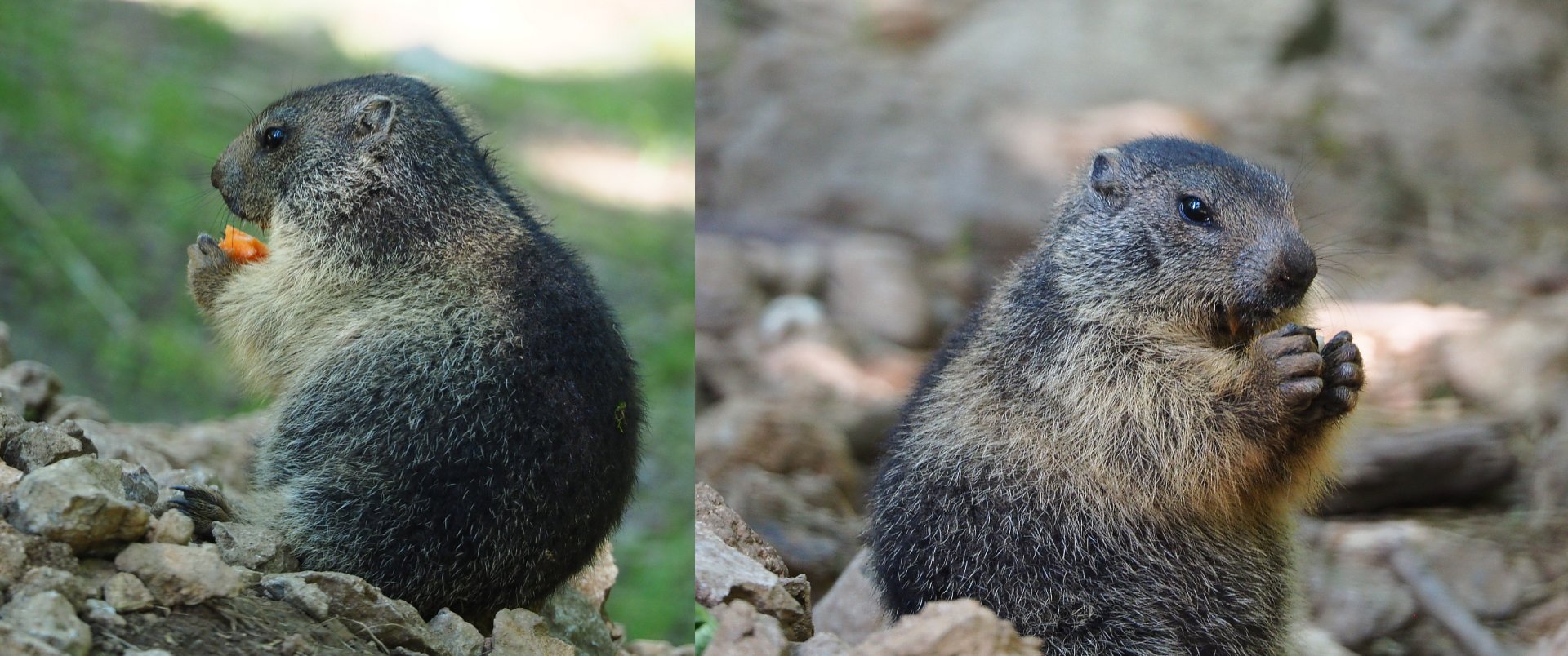 Juvenile Alpine marmot (Marmota marmota marmota), 2020-07-12