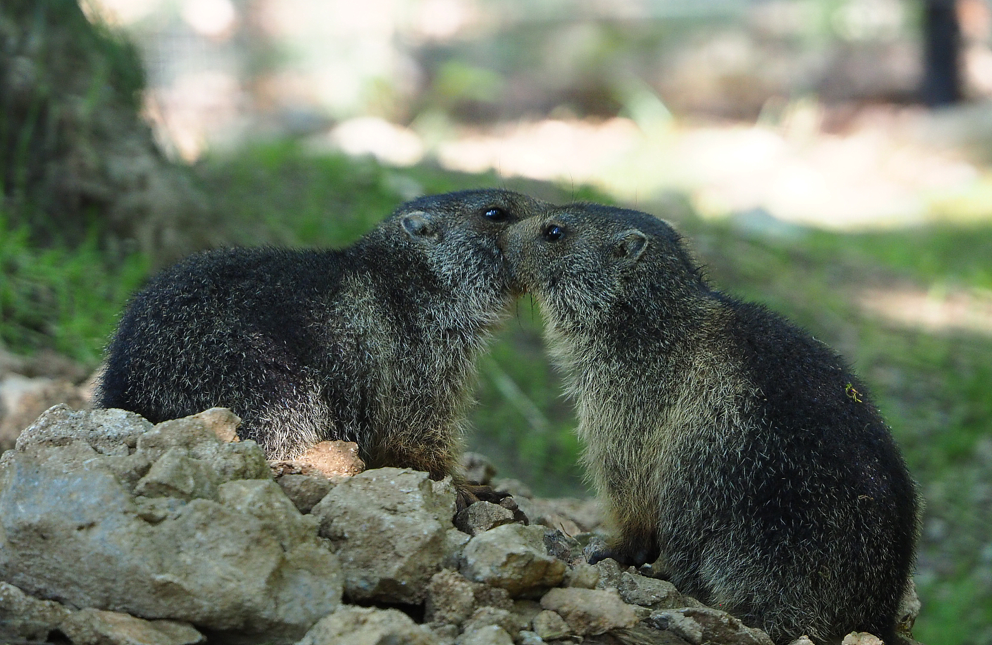 Juvenile Alpine marmots (Marmota marmota marmota), 2020-07-12