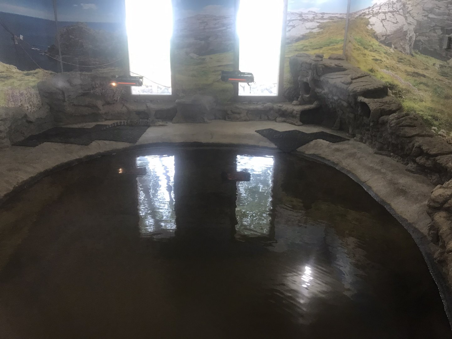 Juvenile American Aligator Exhibit