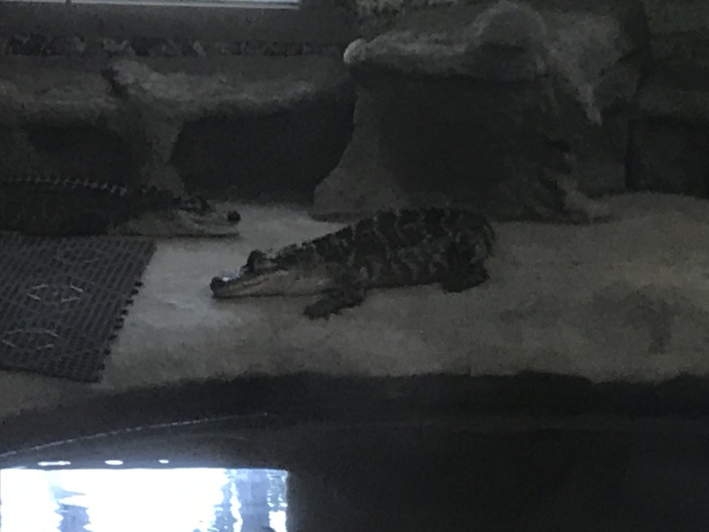 Juvenile American Aligator