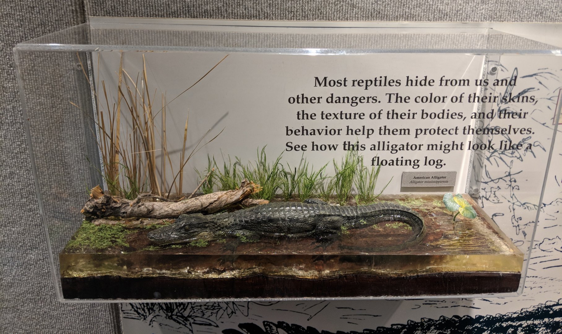 Juvenile American alligator (Alligator mississippiensis)