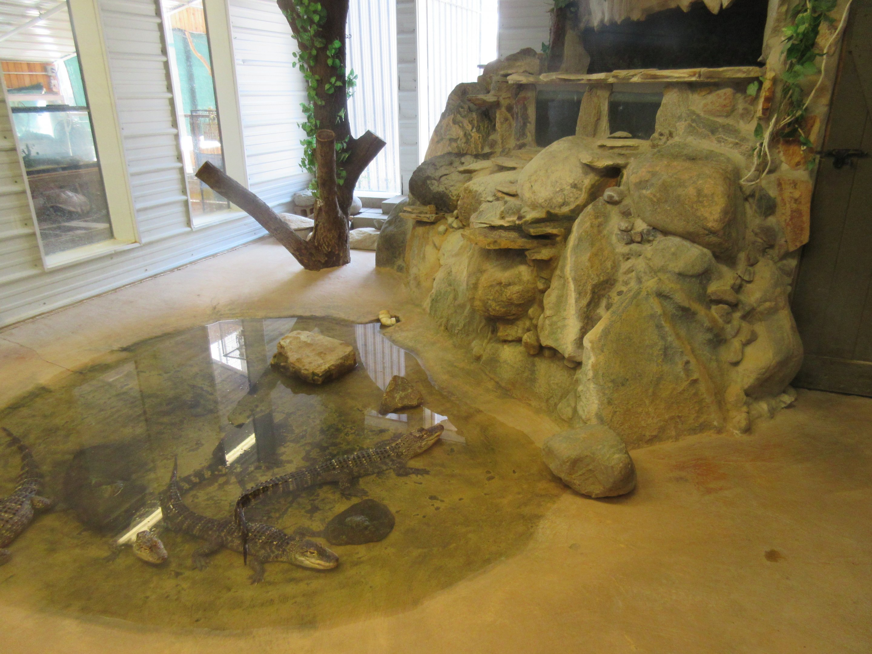 Juvenile American Alligator Exhibit (slightly blurry photo)