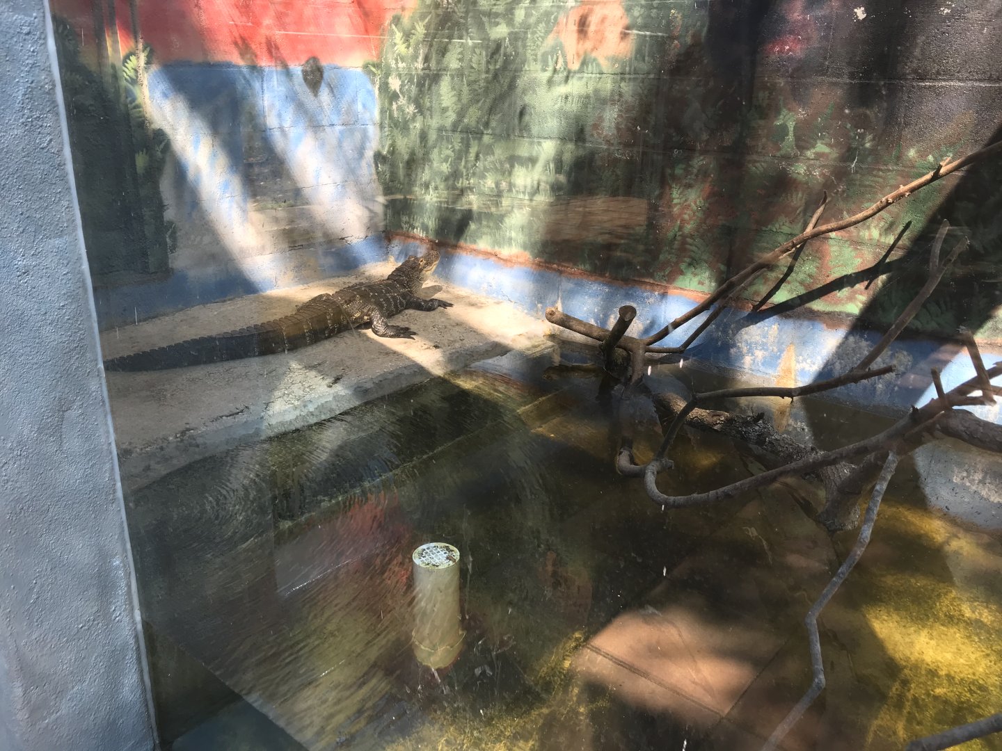 Juvenile American Alligator Exhibit