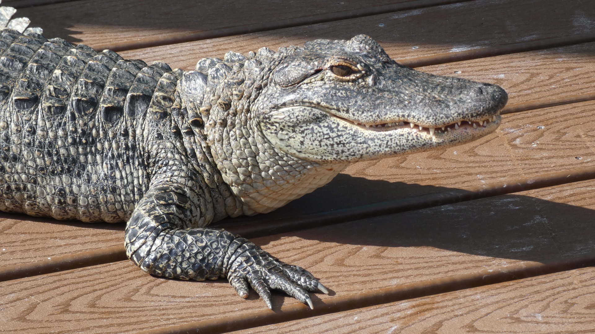 Juvenile American Alligator - Jan. 2022