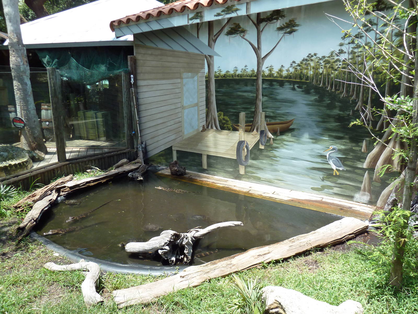 Juvenile American Alligator/Red-Eared Slider Exhibit