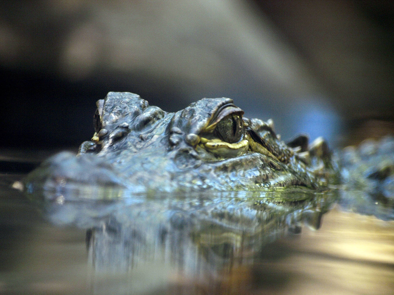 Juvenile American alligator