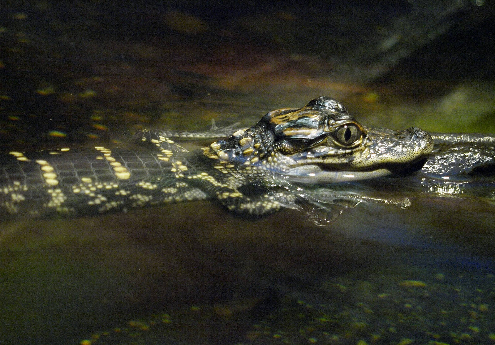 Juvenile American alligator