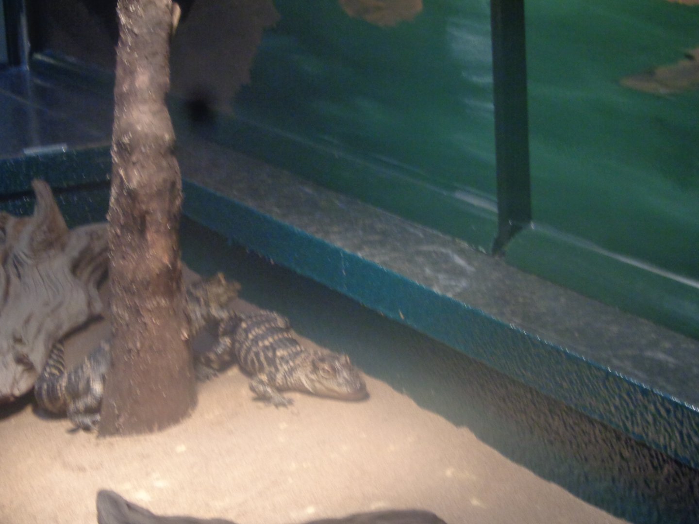 Juvenile American alligator