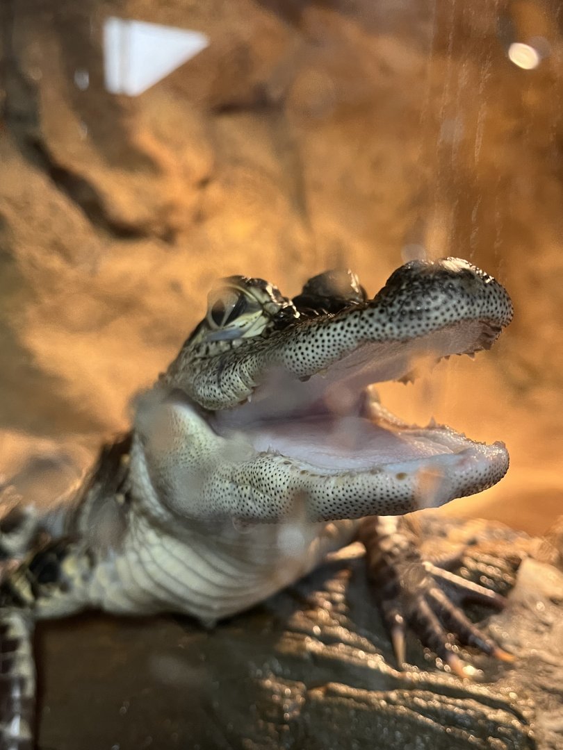 Juvenile American Alligator