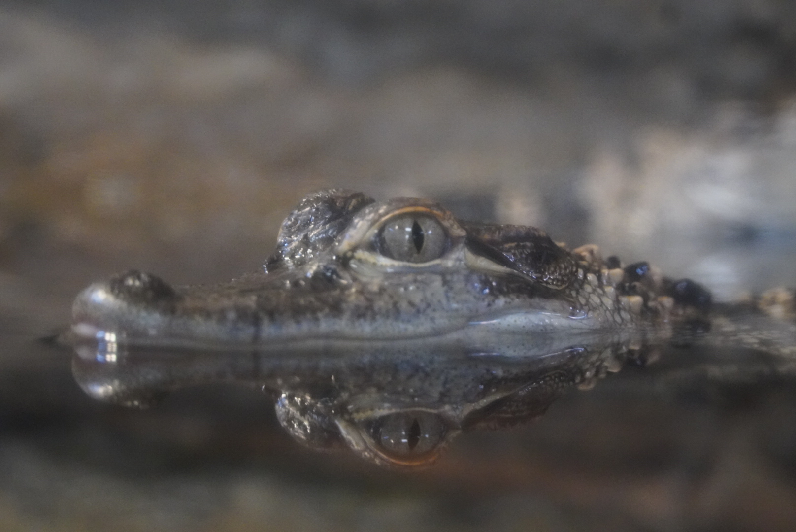 Juvenile American Alligator