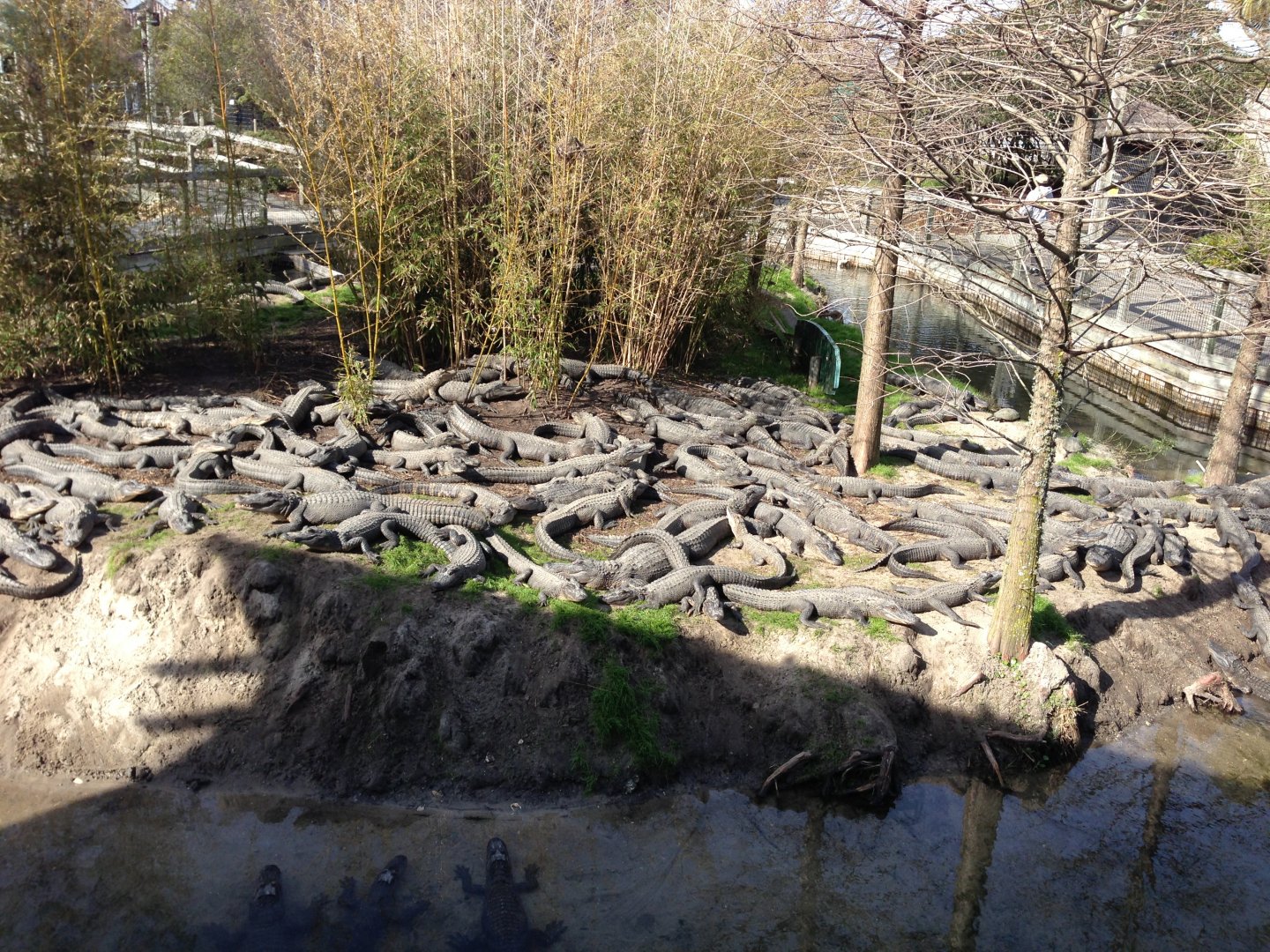 Juvenile American Alligators - 2013