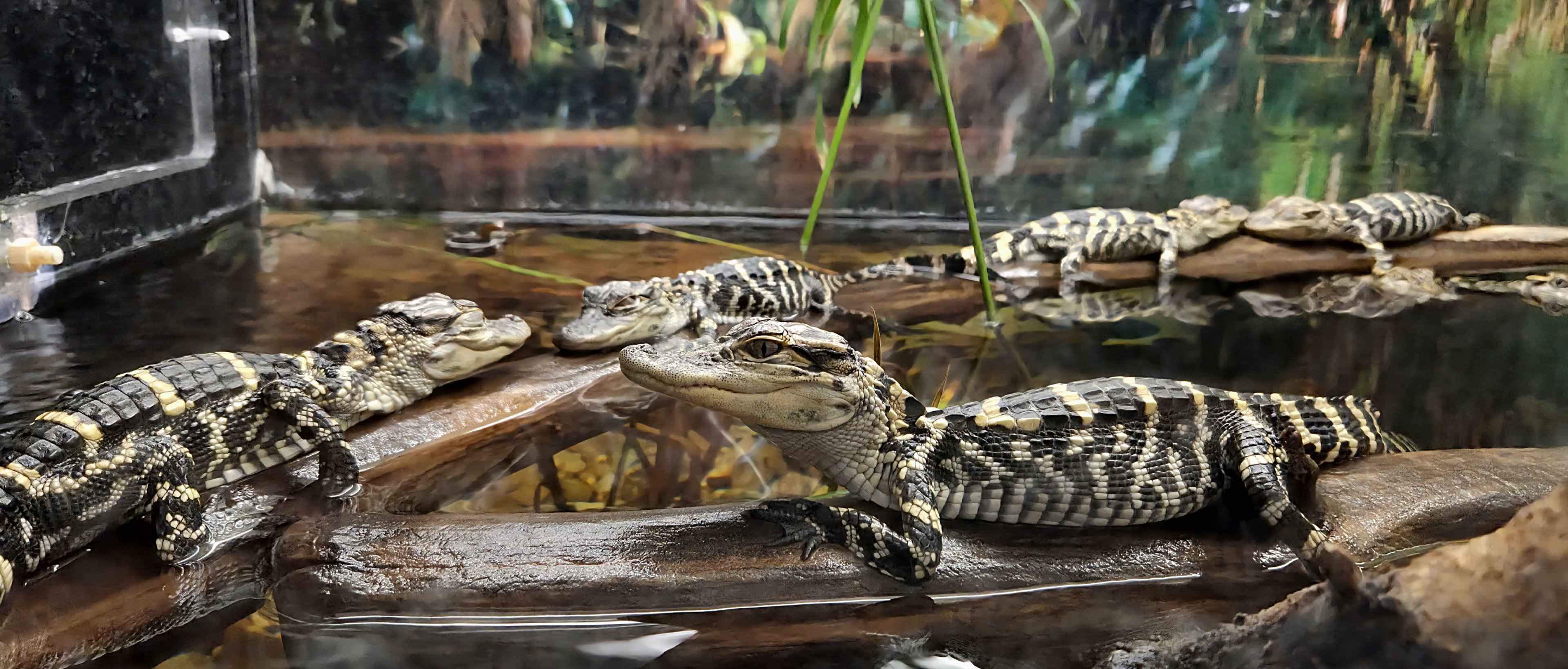 Juvenile American Alligators-Reptile Gardens