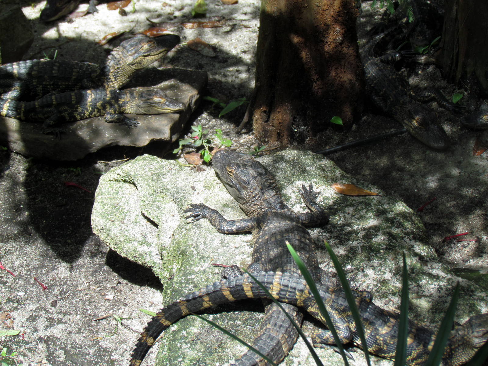 Juvenile American Alligators