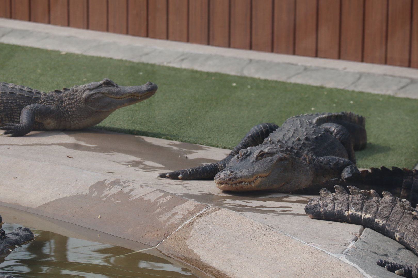 Juvenile American Alligators