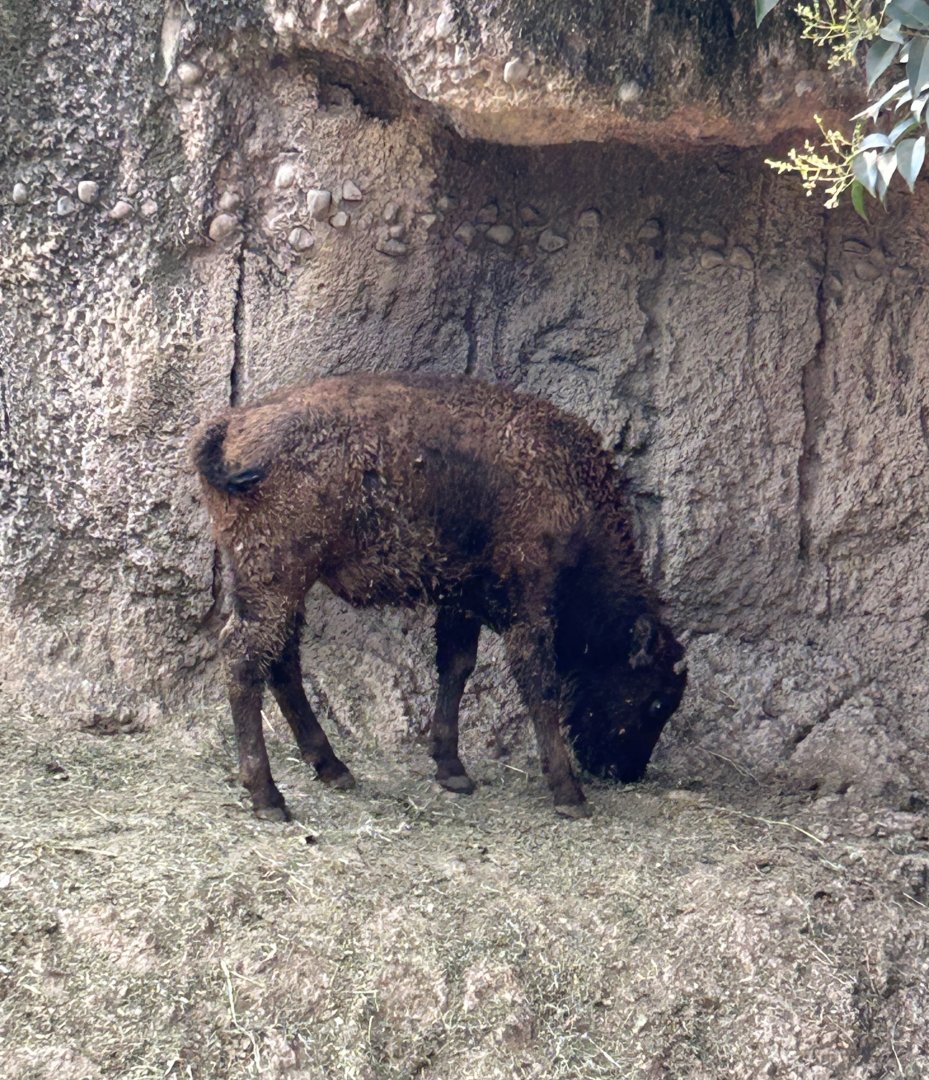Juvenile american bison