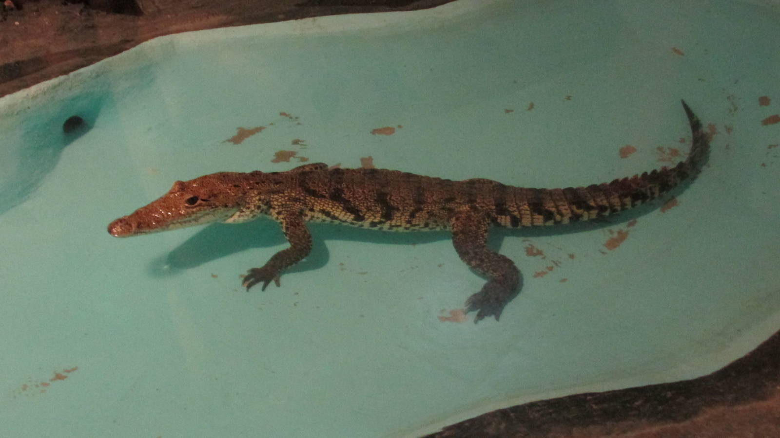 juvenile american crocodrile zoomat