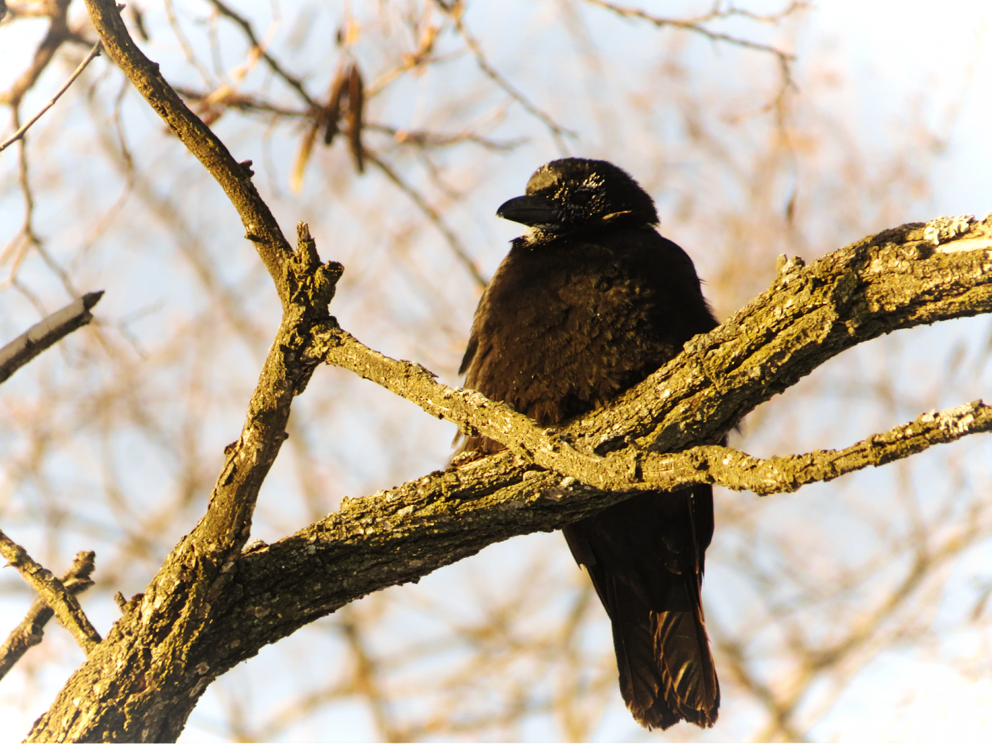 Juvenile American crow
