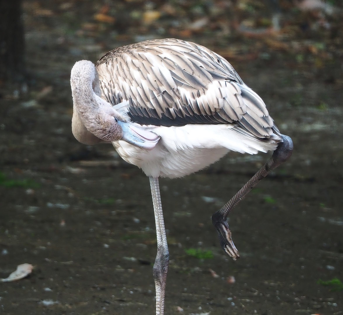 Juvenile American flamingo (Phoenicopterus ruber), 2022-08-28