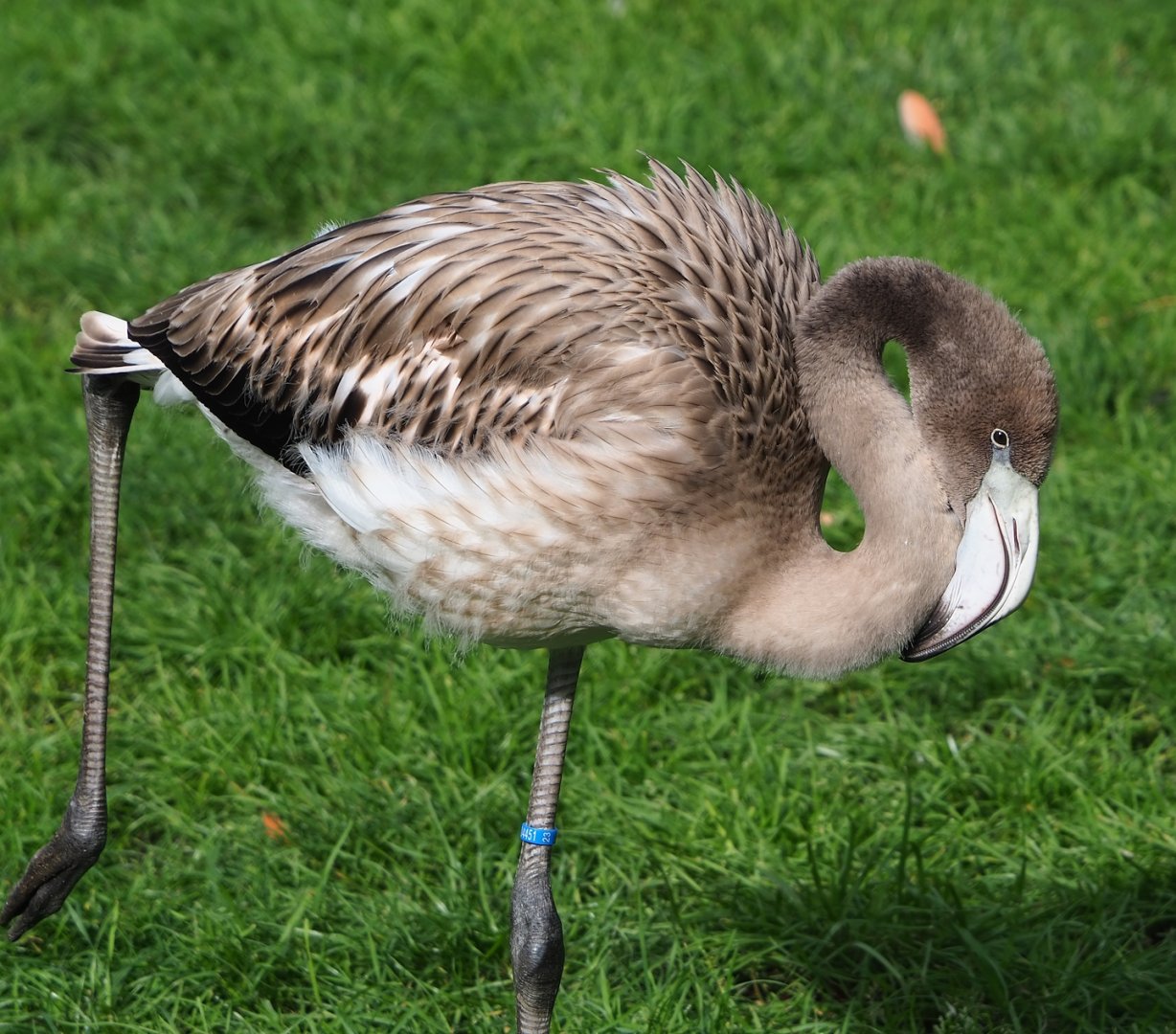 Juvenile American flamingo (Phoenicopterus ruber), 2023-09-19