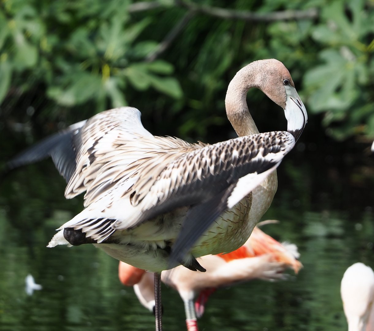Juvenile American flamingo (Phoenicopterus ruber), 2023-09-19