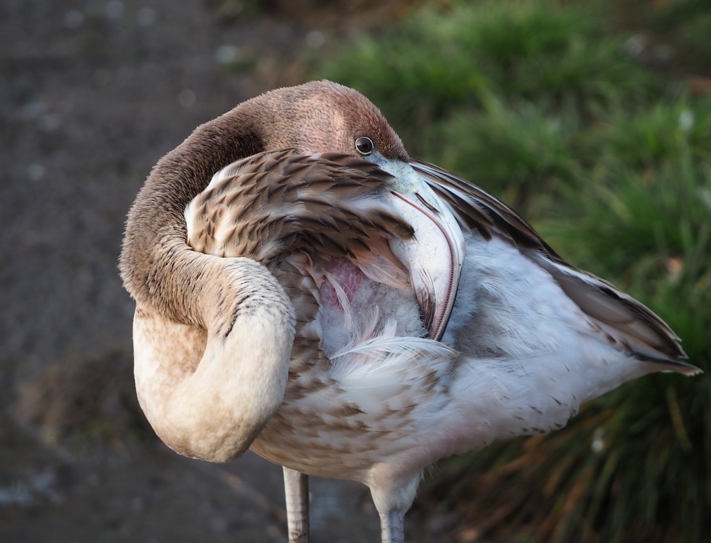 Juvenile American flamingo (Phoenicopterus ruber), 2024-01-01