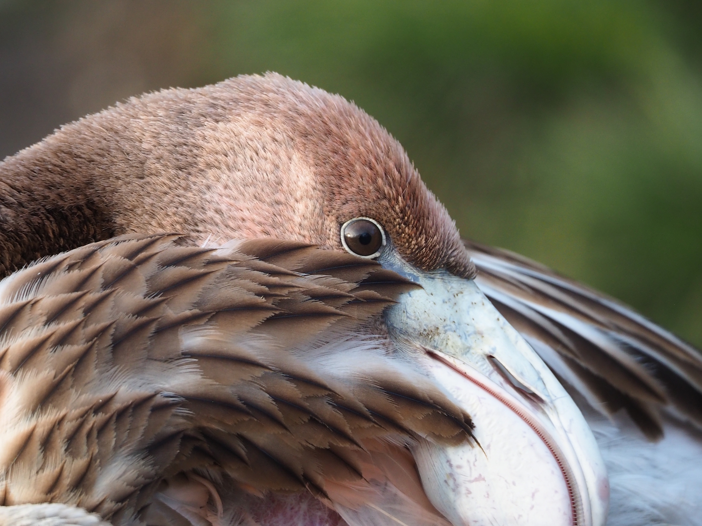 Juvenile American flamingo (Phoenicopterus ruber), 2024-01-01