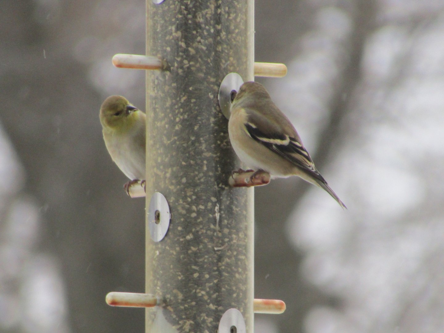 Juvenile American Goldfinches