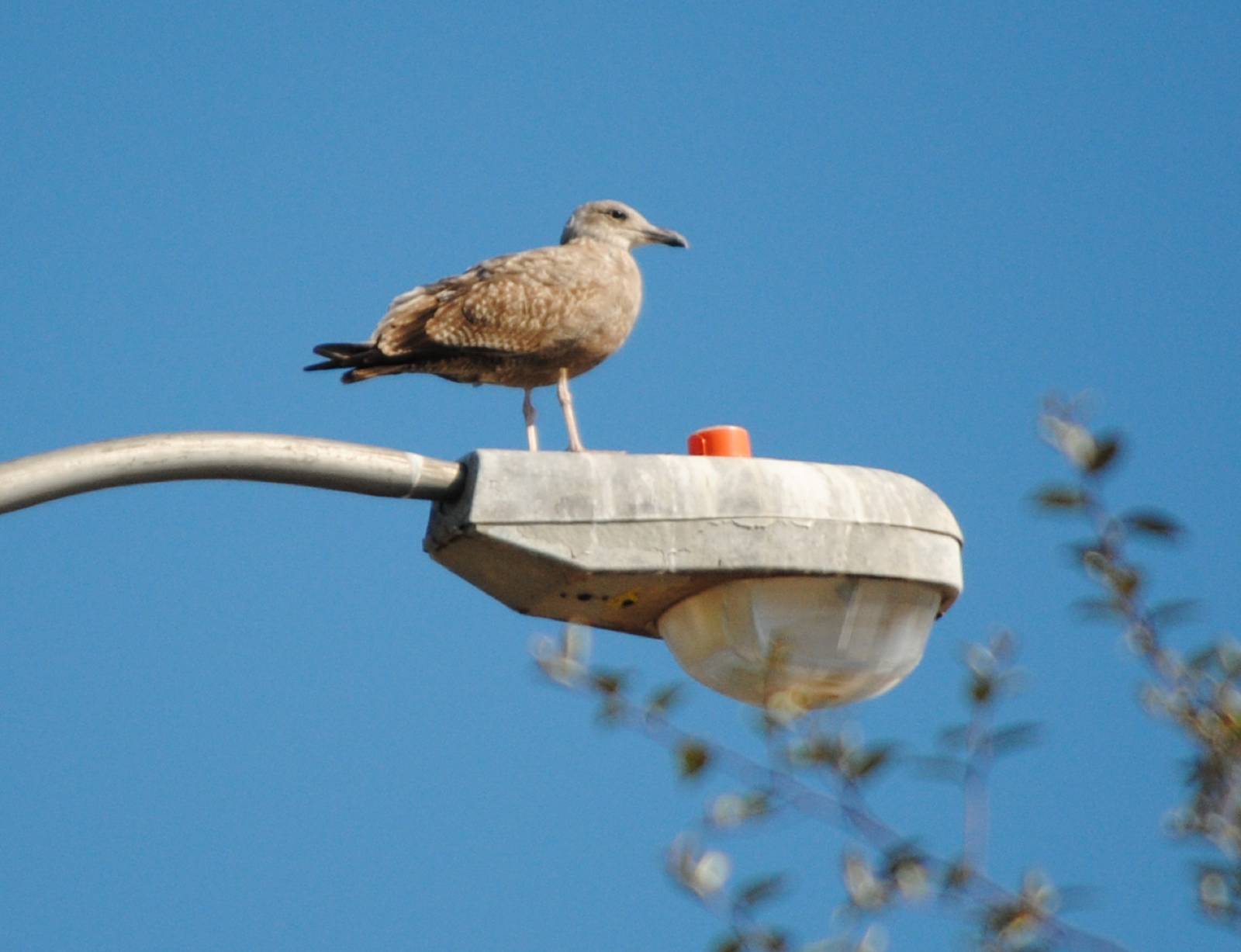 Juvenile American Herring Gull