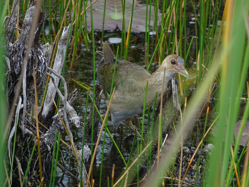 Juvenile American purple gallinule (Porphyrio martinicus)