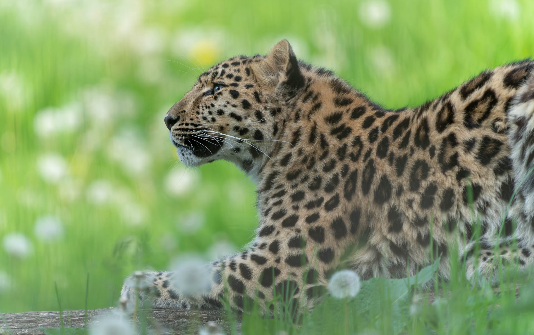 Juvenile Amur leopard, YWP, UK