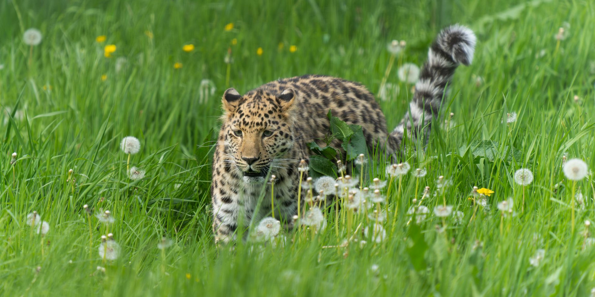 Juvenile Amur leopard, YWP, UK