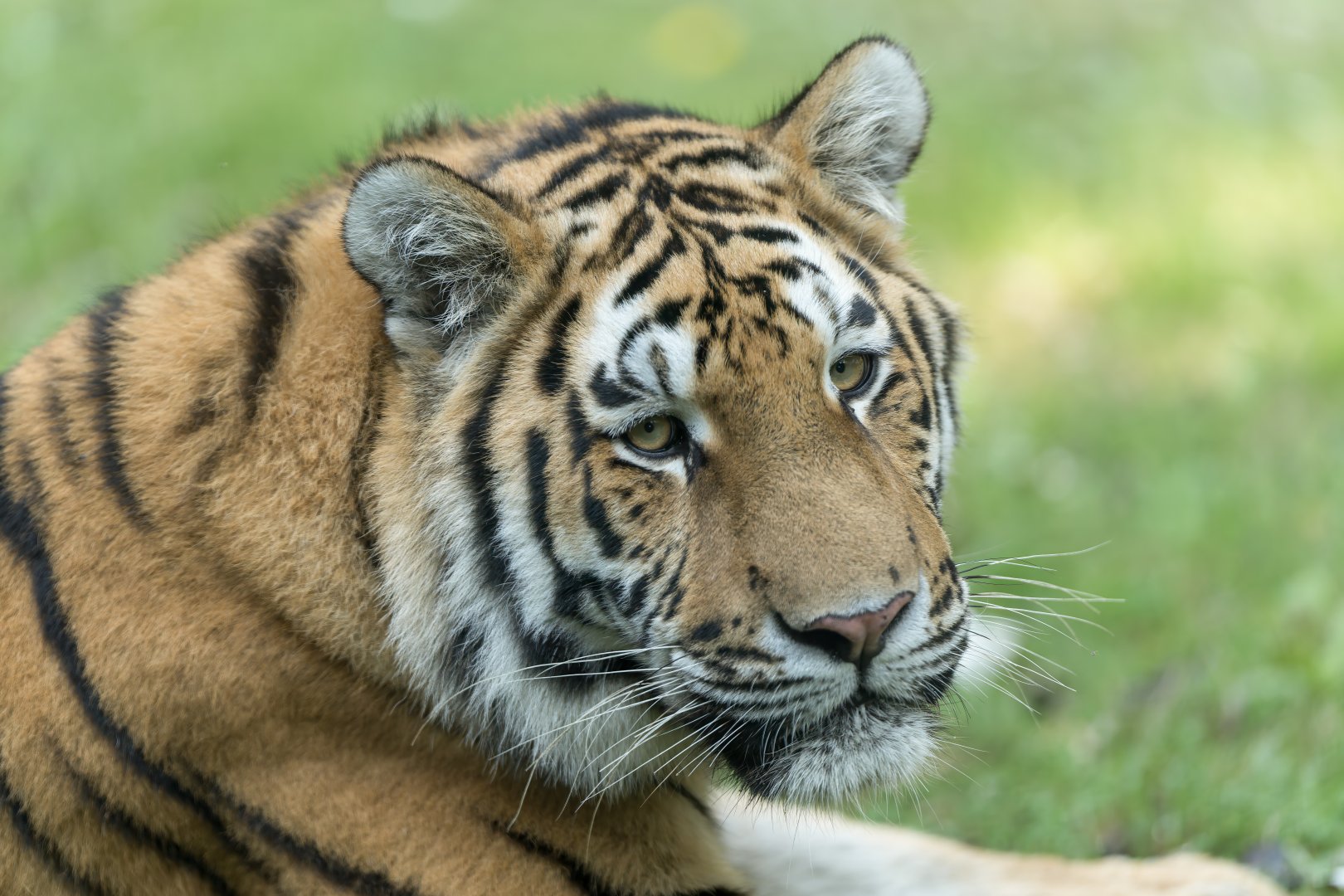 Juvenile Amur Tiger, Banham, UK