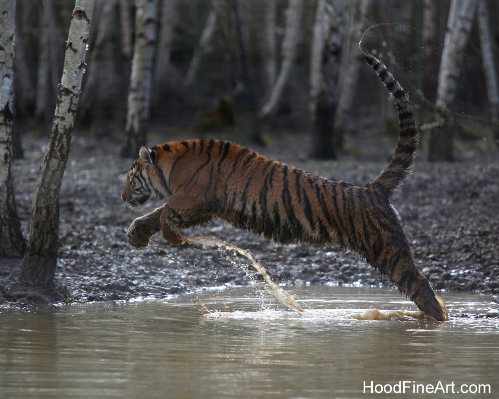 juvenile amur tiger
