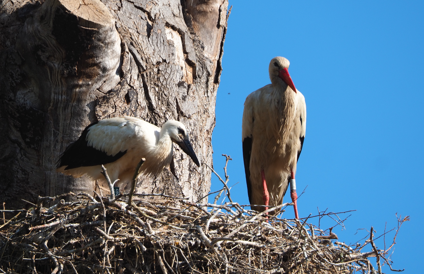 Juvenile and adult European white stork (Ciconia ciconia) on nest, 2020-06-12