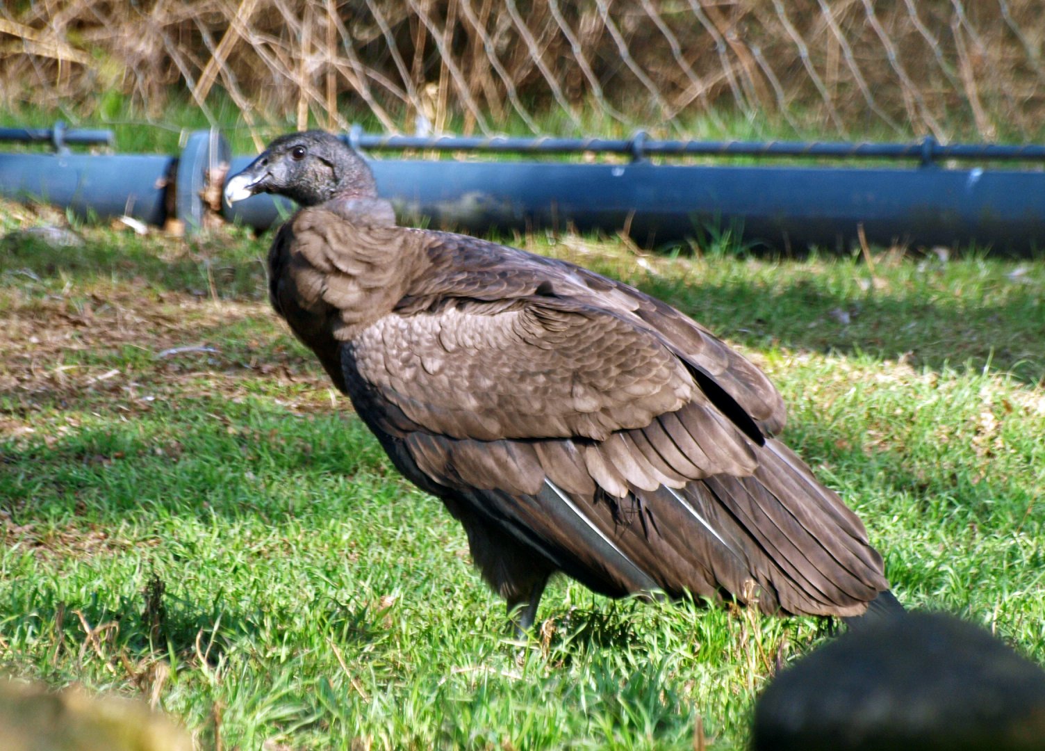 Juvenile Andean condor