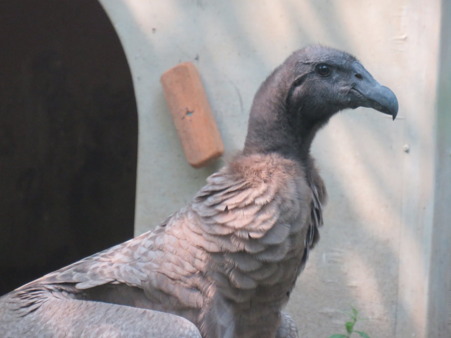 Juvenile Andean condor