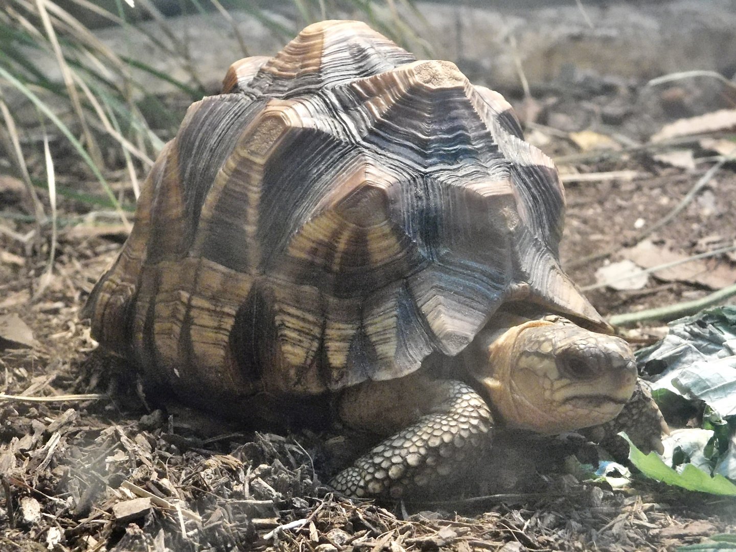 Juvenile Angonoka Tortoise (Astrochelys yniphora) October 11, 2025