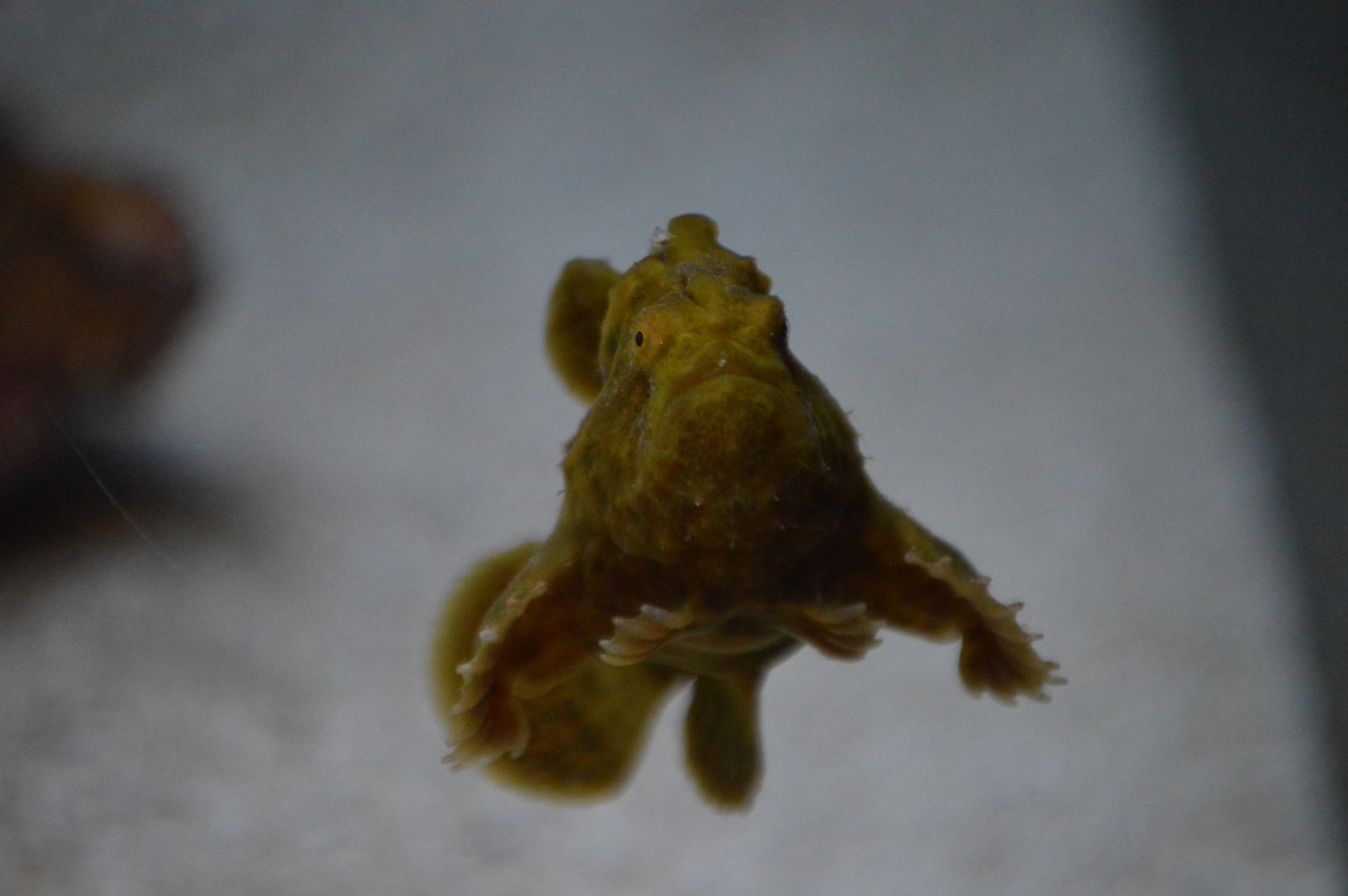 Juvenile Antennarius maculatus