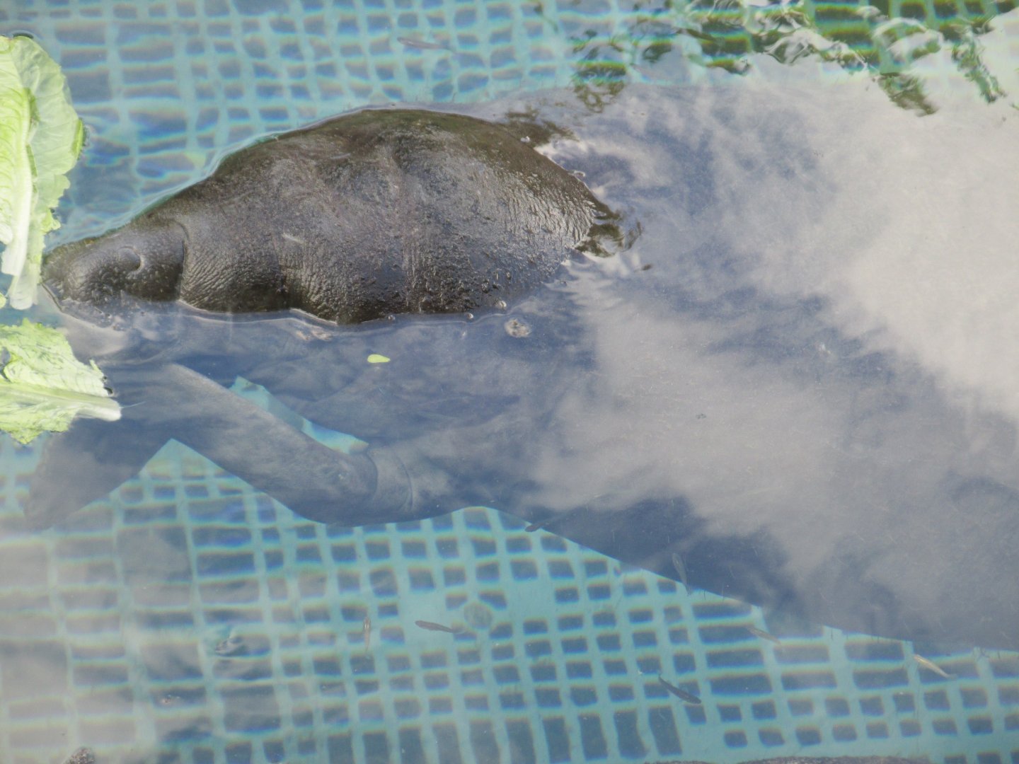 Juvenile Antillan Manatee born at Xcaret last year