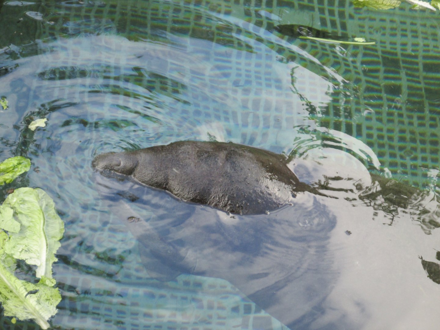 Juvenile Antillan manatee born at Xcaret last year