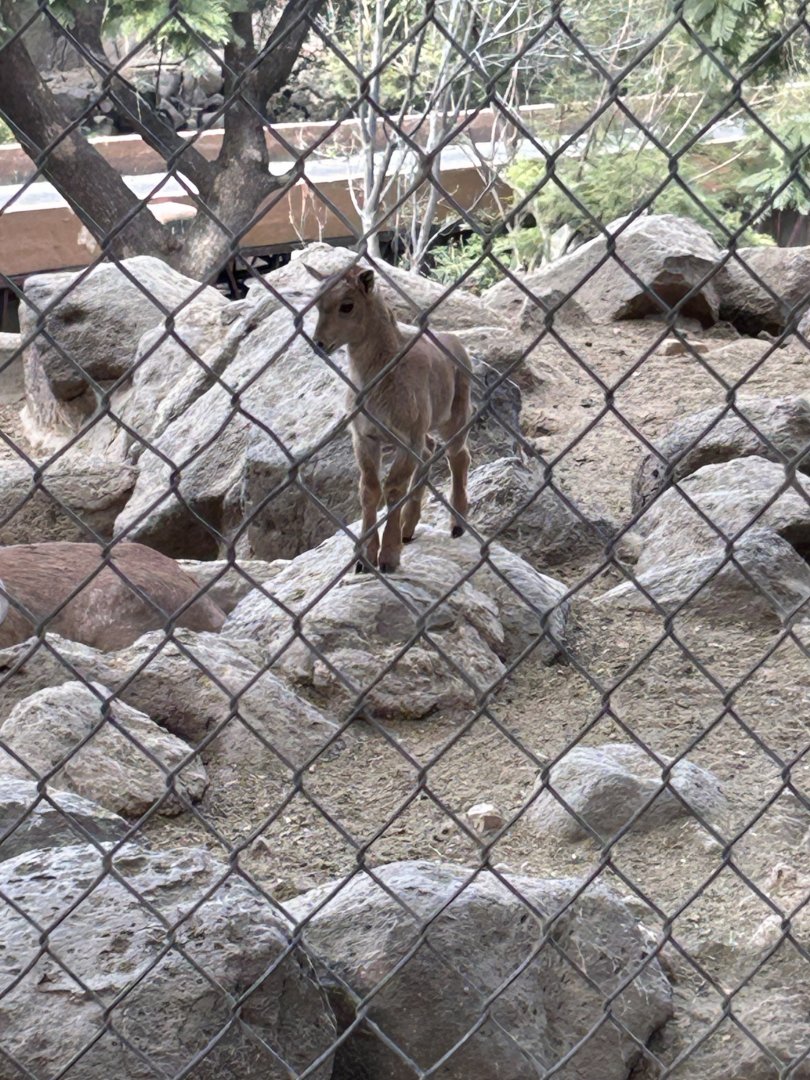 Juvenile Aoudad sheep