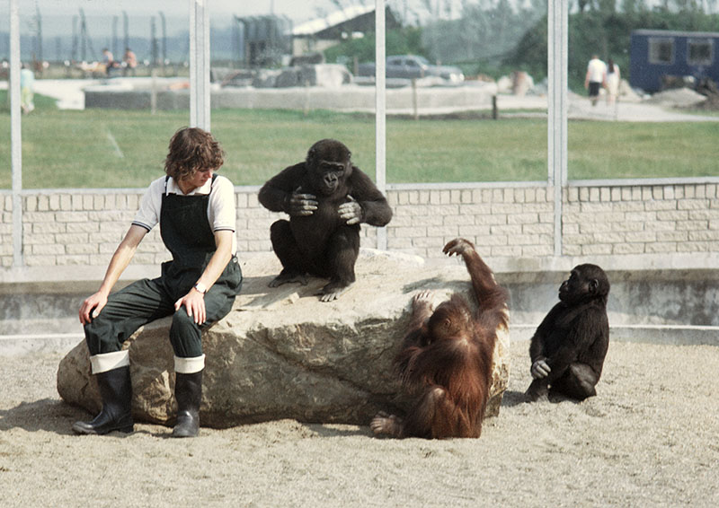 Juvenile apes and their keeper 1973