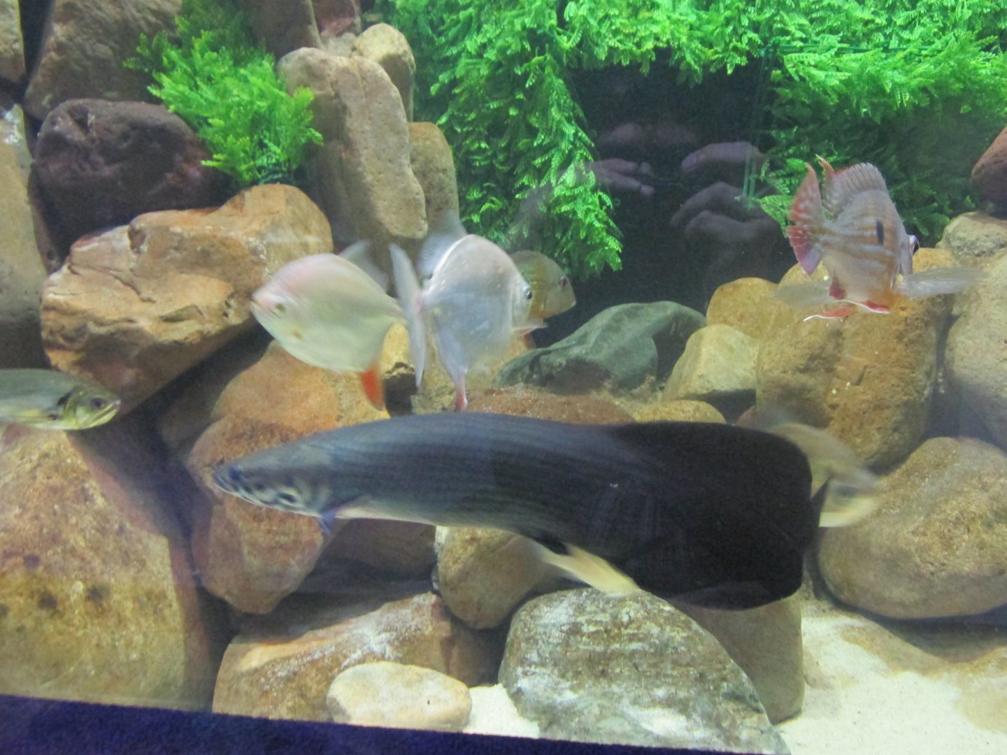 juvenile arapaima and redhook silver dollar