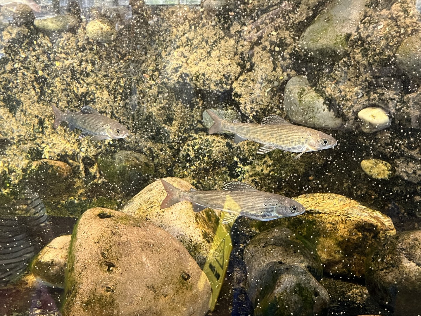 Juvenile Arctic Grayling