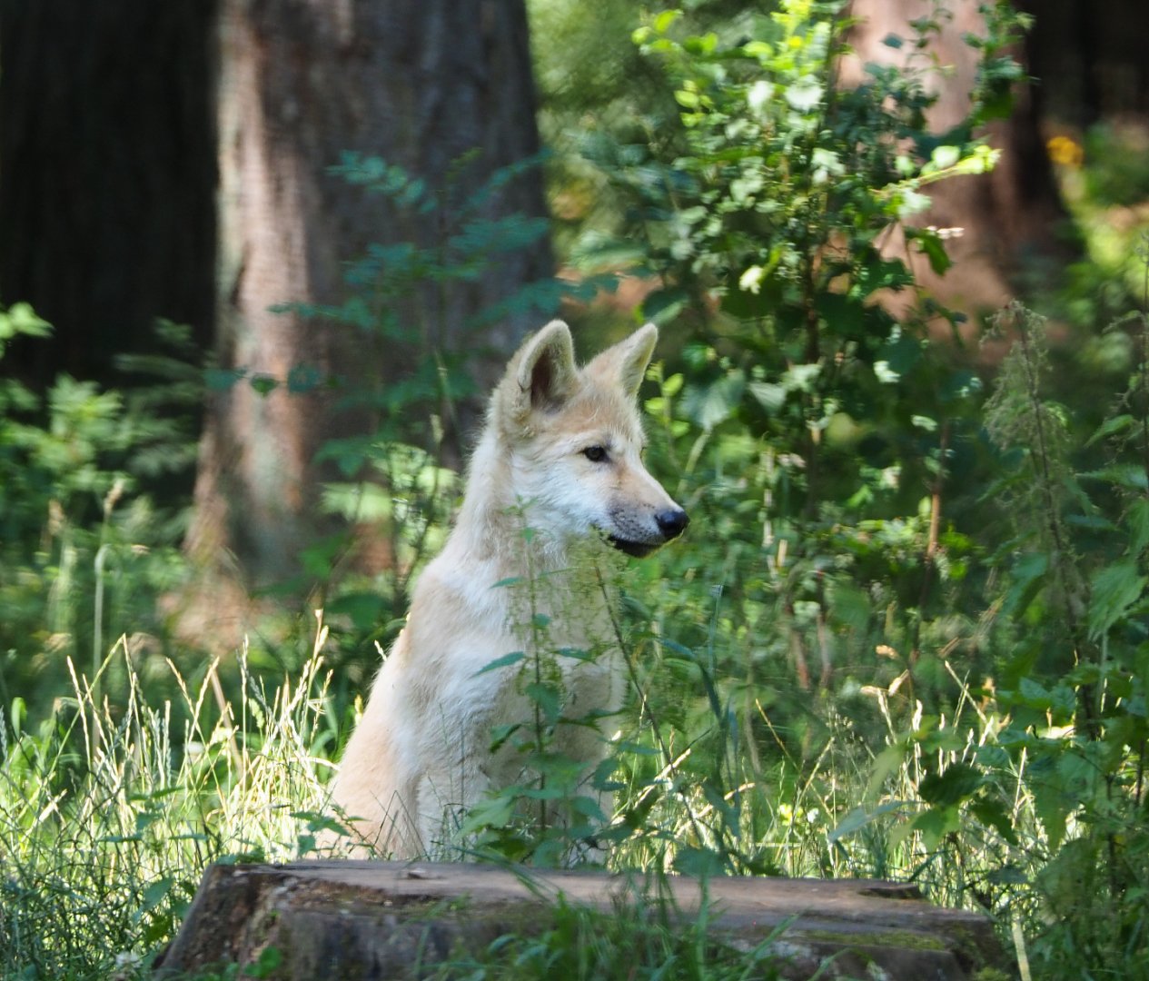 Juvenile Arctic wolf (Canis lupus arctos), 2020-07-12